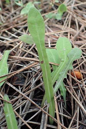 Aetheorhiza bulbosa subsp. microcephala \ Kleinfrchtiger Knollen-Pippau / Small-Fruited Sow-Thistle, Rhodos Laerma 4.4.2019
