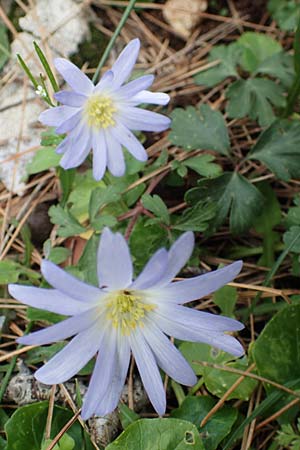 Anemone blanda \ Strahlen-Anemone / Mountain Windflower, Rhodos Akramitis 21.3.2023