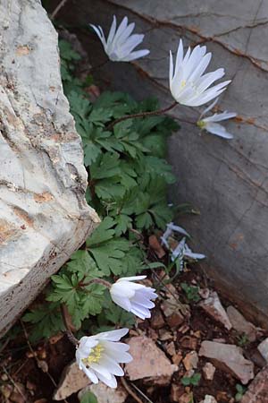 Anemone blanda \ Strahlen-Anemone / Mountain Windflower, Rhodos Attaviros 23.3.2023