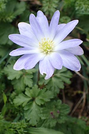 Anemone blanda \ Strahlen-Anemone / Mountain Windflower, Rhodos Attaviros 23.3.2023