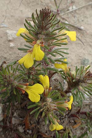 Ajuga chamaepitys subsp. chia \ stlicher Gelber Gnsel, Rhodos Profilia 5.4.2019