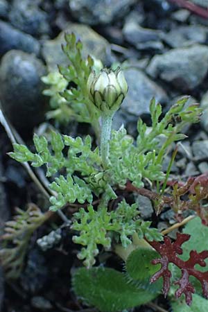 Anthemis chia \ Chios-Hundskamille, Rhodos Laerma 19.3.2023