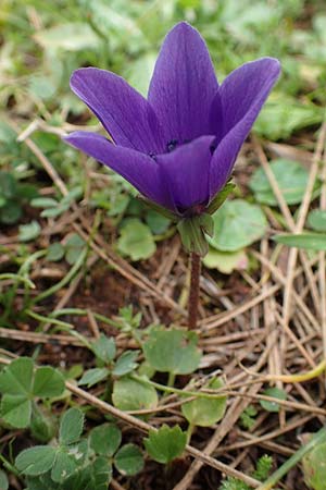 Anemone coronaria / Poppy Anemone, Crown Anemone, Rhodos Akramitis 21.3.2023