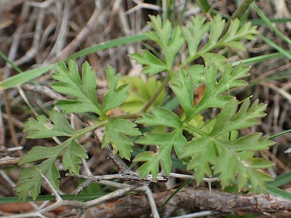 Anemone coronaria \ Kronen-Anemone / Poppy Anemone, Crown Anemone, Rhodos Akramitis 21.3.2023