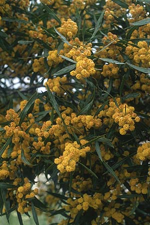 Acacia saligna \ Weidenblttrige Akazie, Rhodos Monolithos 30.4.1987