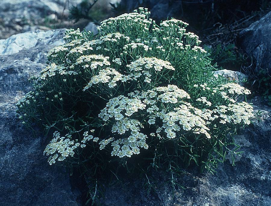 Achillea cretica \ Kretische Schafgarbe / Camomile-Leaved Lavender-Cotton, Rhodos Profitis Ilias 3.5.1987