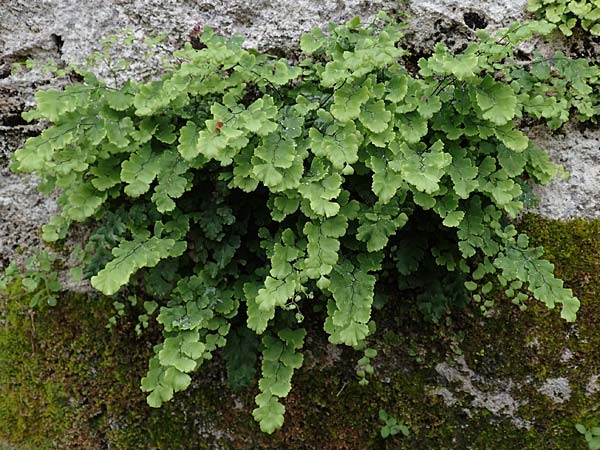 Adiantum capillus-veneris \ Venushaar, Echter Frauenhaar-Farn, Rhodos City 28.3.2019