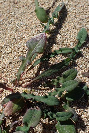 Aetheorhiza bulbosa subsp. microcephala \ Kleinfrchtiger Knollen-Pippau / Small-Fruited Sow-Thistle, Rhodos Agathi Beach 26.3.2023