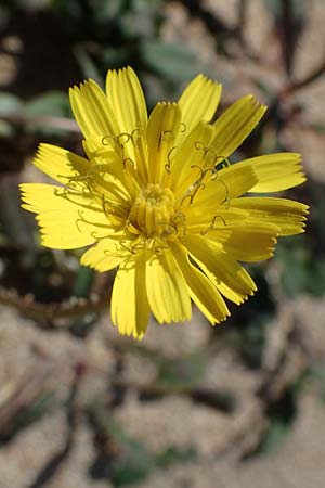 Aetheorhiza bulbosa subsp. microcephala \ Kleinfrchtiger Knollen-Pippau / Small-Fruited Sow-Thistle, Rhodos Agathi Beach 26.3.2023