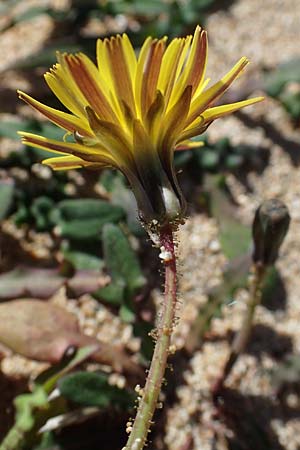 Aetheorhiza bulbosa subsp. microcephala \ Kleinfrchtiger Knollen-Pippau, Rhodos Agathi Beach 26.3.2023