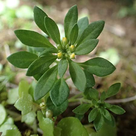 Alyssum foliosum \ Beblttertes Steinkraut, Rhodos Attaviros 23.3.2023