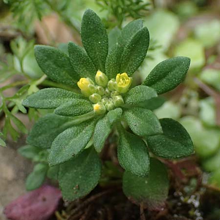 Alyssum foliosum \ Beblttertes Steinkraut, Rhodos Attaviros 23.3.2023