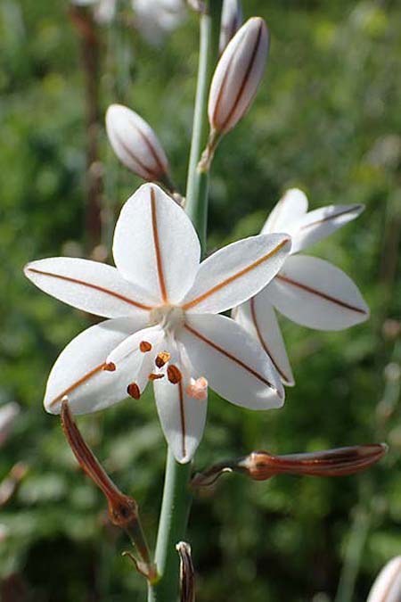 Asphodelus fistulosus \ Rhriger Affodill / Hollow-Leaved Asphodel, Rhodos City 28.3.2023