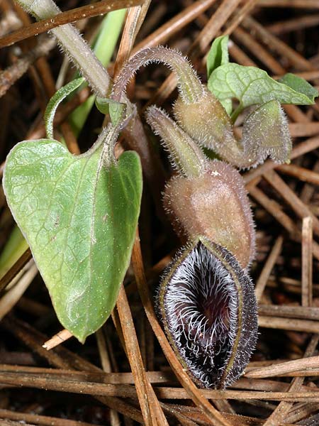 Aristolochia guichardii / Rhodian Birthwort, Rhodos Profitis Ilias 23.3.2008 (Photo: Uwe & Katja Grabner)