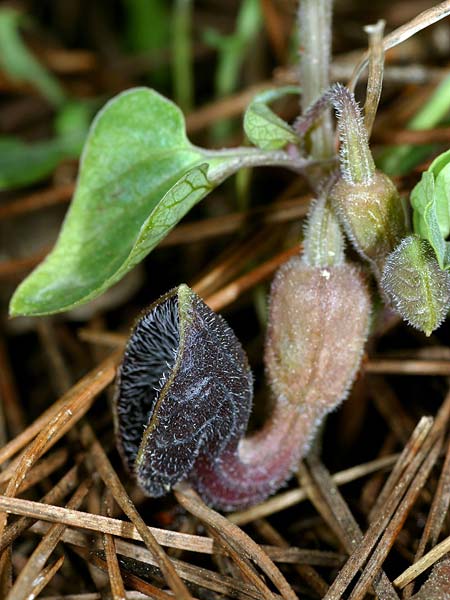 Aristolochia guichardii / Rhodian Birthwort, Rhodos Profitis Ilias 23.3.2008 (Photo: Uwe & Katja Grabner)