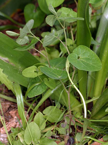 Aristolochia guichardii / Rhodian Birthwort, Rhodos Profitis Ilias 23.3.2008 (Photo: Uwe & Katja Grabner)