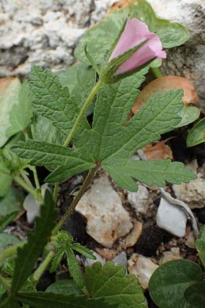 Malva cretica \ Kretische Malve, Rhodos Tsambika 30.3.2019