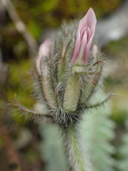 Astragalus austroaegaeus / South-Aegaean Milk-Vetch, Rhodos Kattavia 1.4.2019