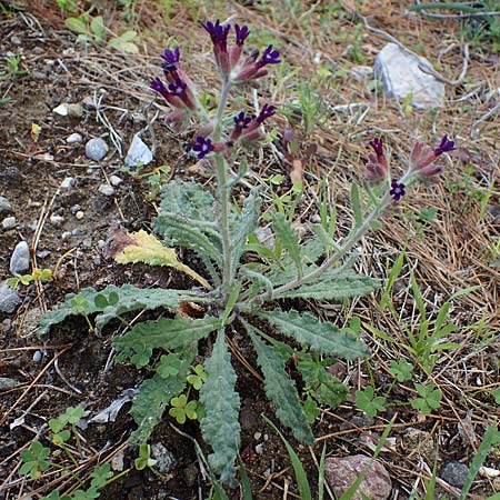 Anchusa hybrida \ Gewellte Ochsenzunge, Hybrid-Ochsenzunge, Rhodos Archangelos 17.3.2023