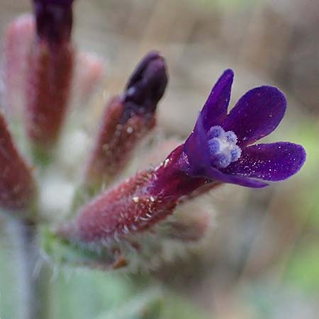 Anchusa hybrida \ Gewellte Ochsenzunge, Hybrid-Ochsenzunge, Rhodos Archangelos 17.3.2023