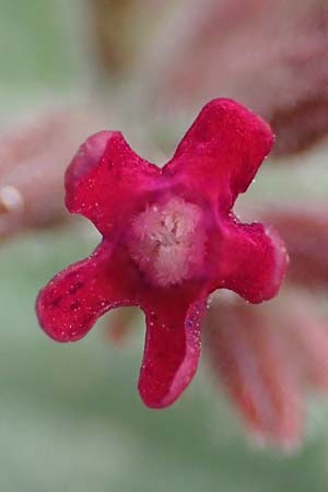 Anchusa hybrida \ Gewellte Ochsenzunge, Hybrid-Ochsenzunge, Rhodos Kattavia 25.3.2023