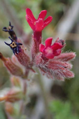 Anchusa hybrida \ Gewellte Ochsenzunge, Hybrid-Ochsenzunge, Rhodos Kattavia 25.3.2023