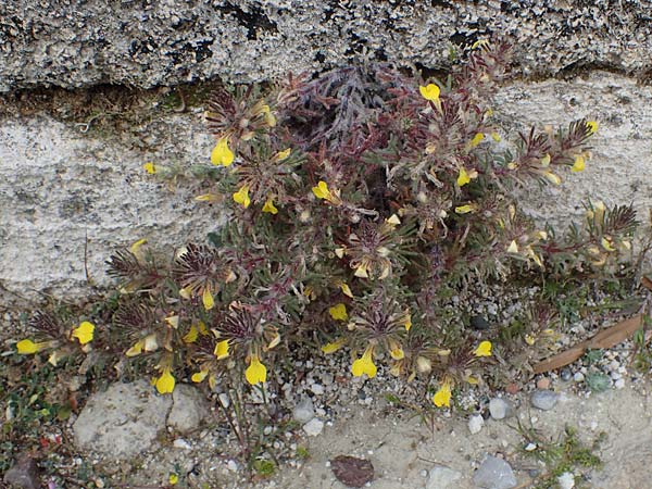 Ajuga chamaepitys subsp. chia \ stlicher Gelber Gnsel, Rhodos Kamiros 22.3.2023