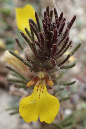 Ajuga chamaepitys subsp. chia \ stlicher Gelber Gnsel, Rhodos Kamiros 22.3.2023