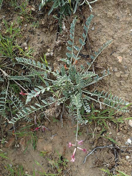 Astragalus spruneri \ Spruners Tragant / Spruner's Milk-Vetch, Rhodos Lahania 3.4.2019