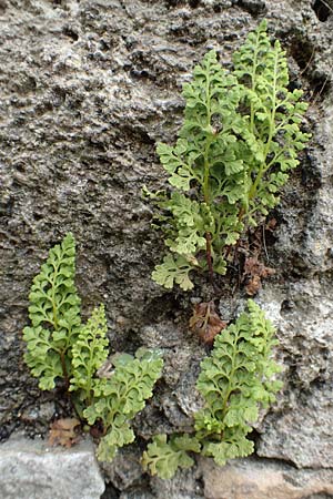 Anogramma leptophylla \ Dnnblttriger Nacktfarn / Jersey Fern, Rhodos City 28.3.2019