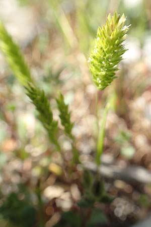 Rostraria cristata \ Echtes Bschelgras, Rhodos Monolithos 31.3.2019