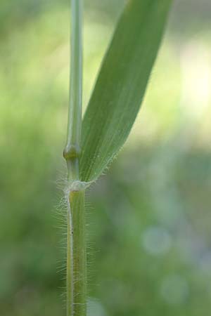 Rostraria cristata \ Echtes Bschelgras / Mediterranean Hair Grass, Rhodos Monolithos 31.3.2019