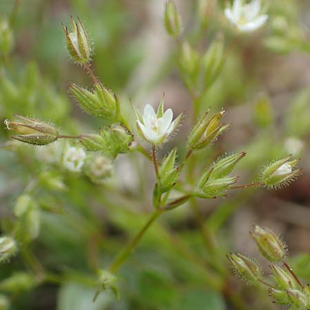 Arenaria leptoclados \ Dnnstngeliges Sandkraut / Lesser Thyme-Leaved Sandwort, Rhodos Profilia 5.4.2019