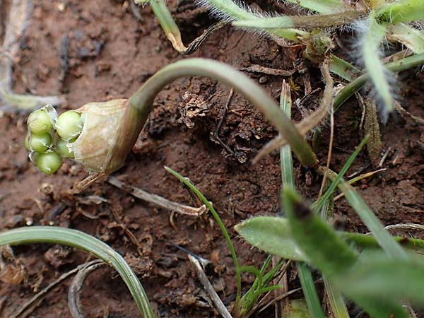 Allium junceum ? \ Roter Serpentinit-Lauch, Rhodos Moni Artamiti 16.3.2023