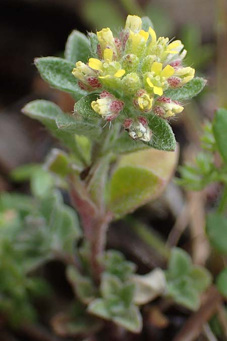 Alyssum minutum \ Kleines Steinkraut / Small Alison, Rhodos Akramitis 21.3.2023