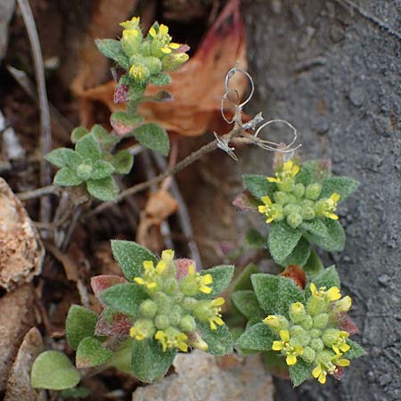 Alyssum minutum \ Kleines Steinkraut / Small Alison, Rhodos Akramitis 21.3.2023