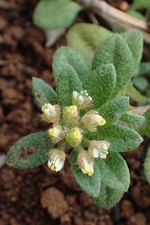 Alyssum minutum \ Kleines Steinkraut / Small Alison, Rhodos Akramitis 21.3.2023