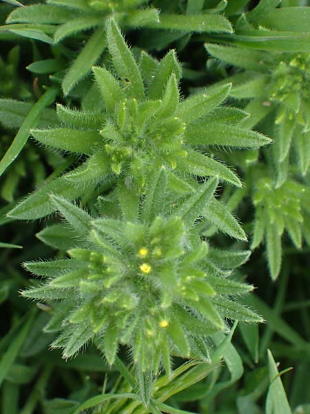 Neatostema apulum \ Apulischer Steinsame / Yellow Gromwell, Rhodos Kamiros 22.3.2023