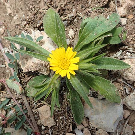 Pallenis spinosa \ Stechendes Sternauge, Rhodos Prasonisi 26.3.2019