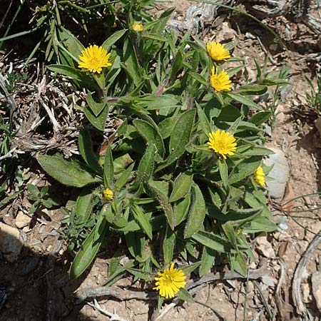 Pallenis spinosa \ Stechendes Sternauge / Pallensis, Rhodos Prasonisi 26.3.2019