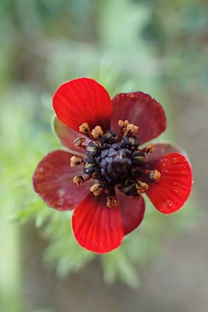 Adonis microcarpa \ Kleinfrchtiges Adonisrschen / Small-Fruit Pheasant's Eye, Red Chamomile, Rhodos Kattavia 1.4.2019