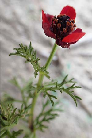 Adonis microcarpa \ Kleinfrchtiges Adonisrschen / Small-Fruit Pheasant's Eye, Red Chamomile, Rhodos Kattavia 1.4.2019