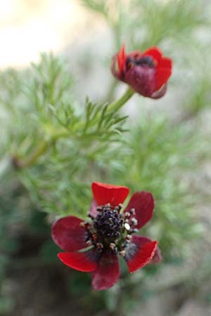 Adonis microcarpa \ Kleinfrchtiges Adonisrschen / Small-Fruit Pheasant's Eye, Red Chamomile, Rhodos Kattavia 1.4.2019