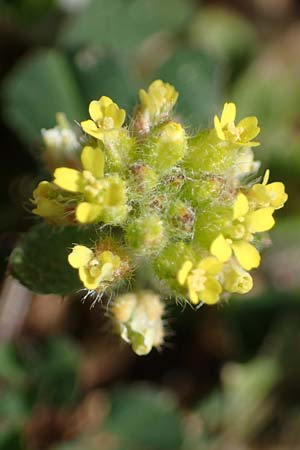 Alyssum minutum \ Kleines Steinkraut / Small Alison, Rhodos Attaviros 23.3.2023