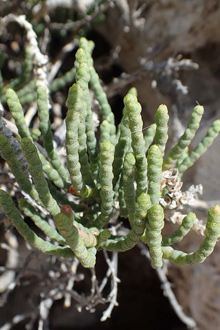 Salicornia glauca \ Graue Gliedermelde, Rhodos City 28.3.2023