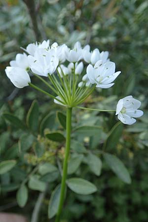 Allium neapolitanum \ Neapolitanischer Lauch / White Garlic, Rhodos Asklipio 24.3.2019