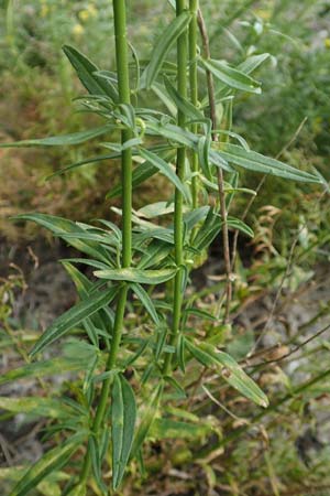 Antirrhinum majus \ Groes Lwenmaul, Rhodos City 28.3.2019