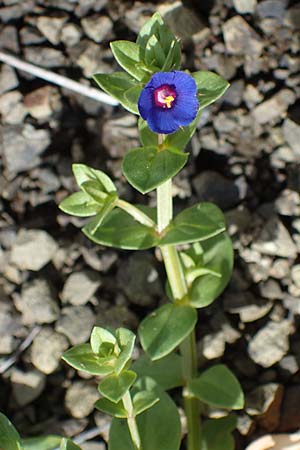 Lysimachia loeflingii \ Acker-Gauchheil / Scarlet Pimpernel, Rhodos Moni Artamiti 16.3.2023