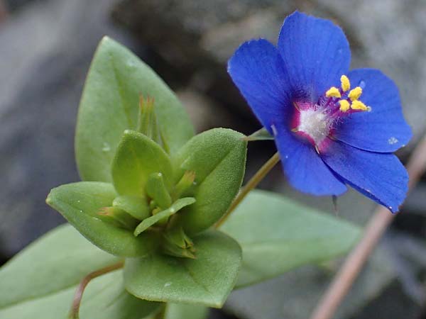 Lysimachia loeflingii \ Acker-Gauchheil / Scarlet Pimpernel, Rhodos Moni Artamiti 16.3.2023