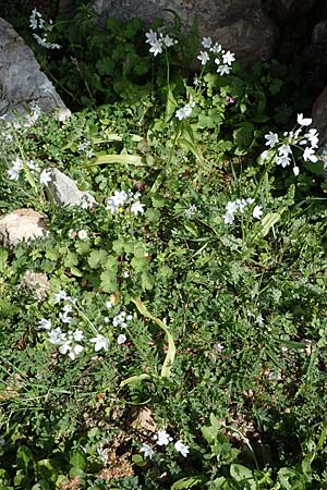 Allium neapolitanum \ Neapolitanischer Lauch / White Garlic, Rhodos Archangelos 17.3.2023